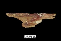 藏品(朱紅鶯蛤)的圖片